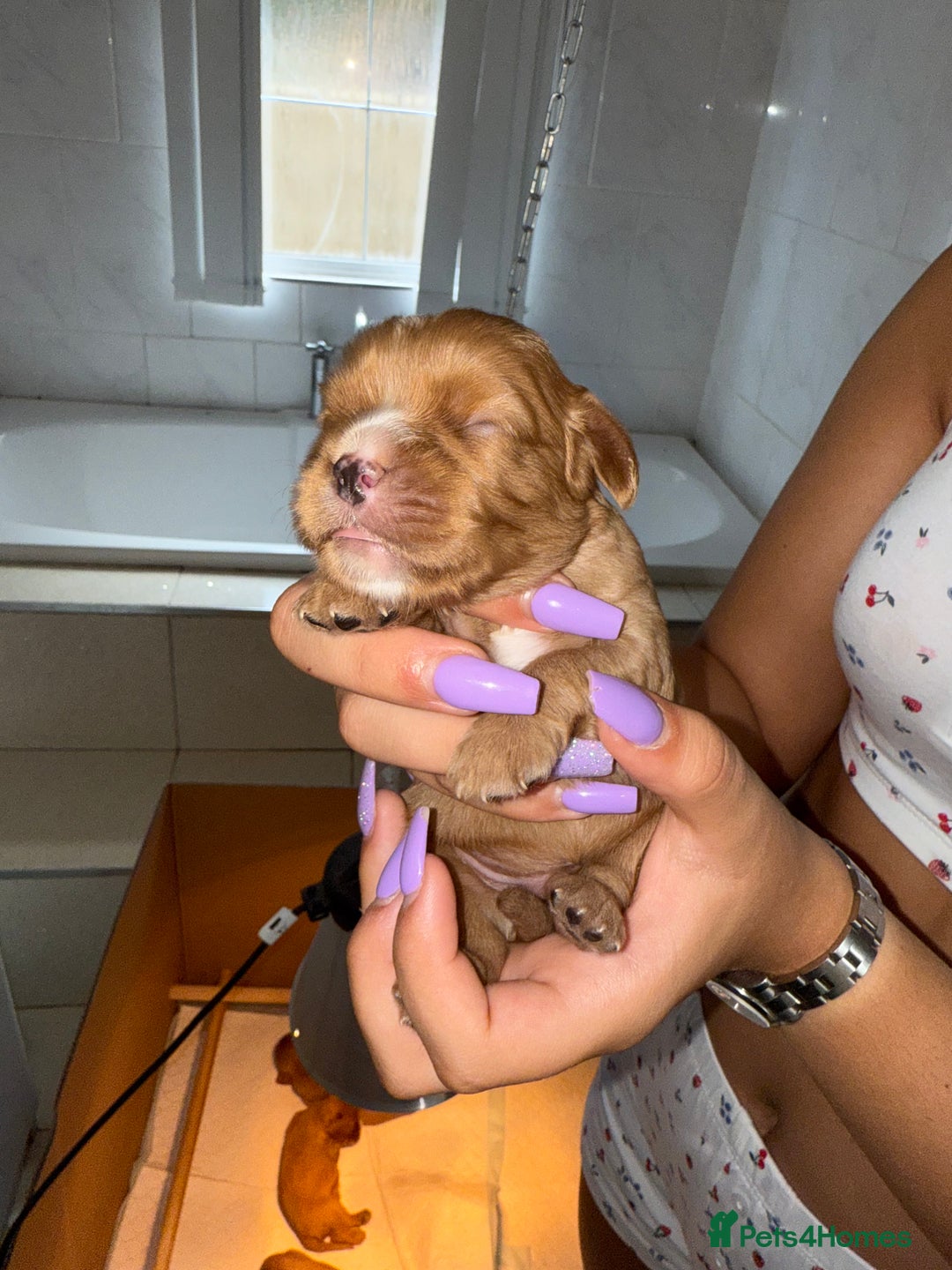 Cavalier King Charles Spaniel dogs for sale: Ruby red Cavalier King Charles - Image 5