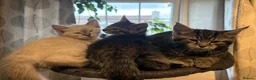 Ragcoon cats for sale: Beautiful friendly Maine coon x Ragdoll kittens in Bridgwater - Advert 8