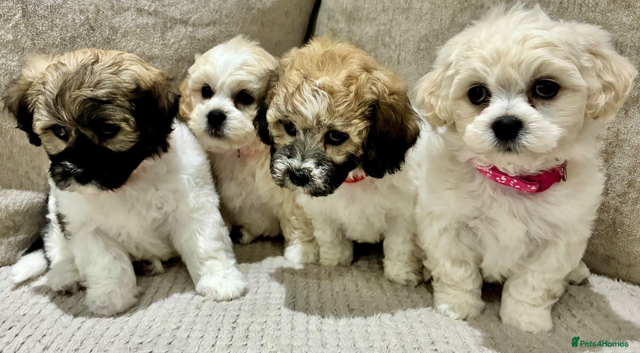 Mixed Breed dogs La chon  - Advert 2