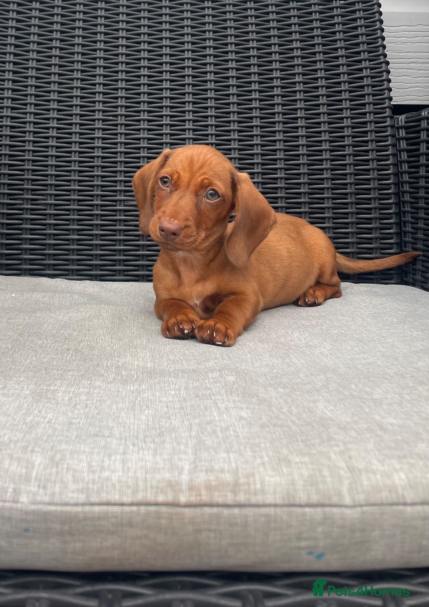 Miniature Dachshund dogs 💖💙beautiful Dachunds ready now 💖💙 - Advert 2