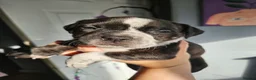 Mixed Breed dogs for sale: Boy and girl, staffy x American bulldog for sale in Huddersfield - Advert 7