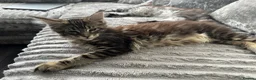 Maine Coon cats for sale: XXL Maine Coons Kittens Champion Sired  - Advert 21