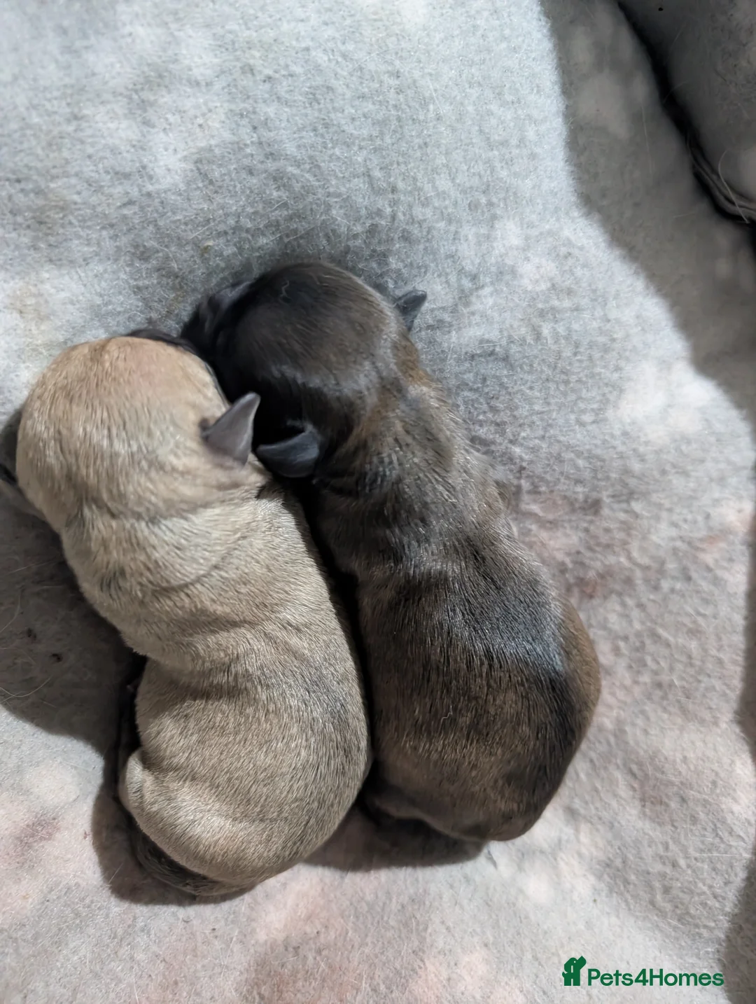 Pomchi dogs for sale: Pomchi 1 girl pup left - Advert 7