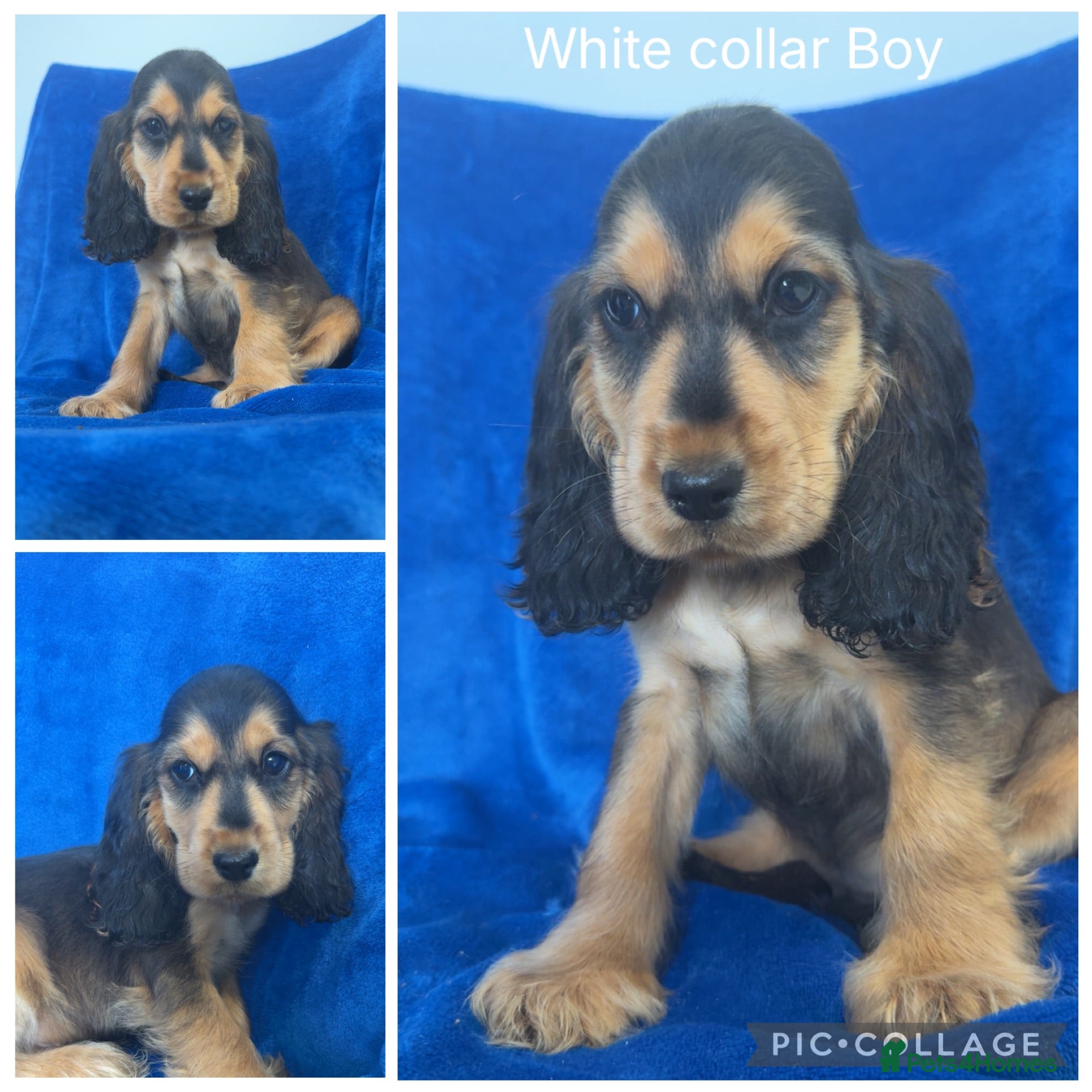 Cocker Spaniel dogs Health Clear KC Reg Sable Show Cokers  - Advert 2