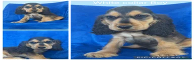 Cocker Spaniel 1 white 