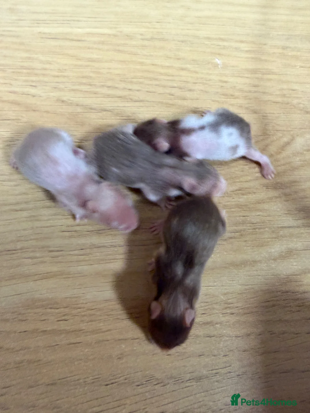 Hamster rodents for sale: Syrian Hamster Babies - Birmingham in Birmingham - Advert 2