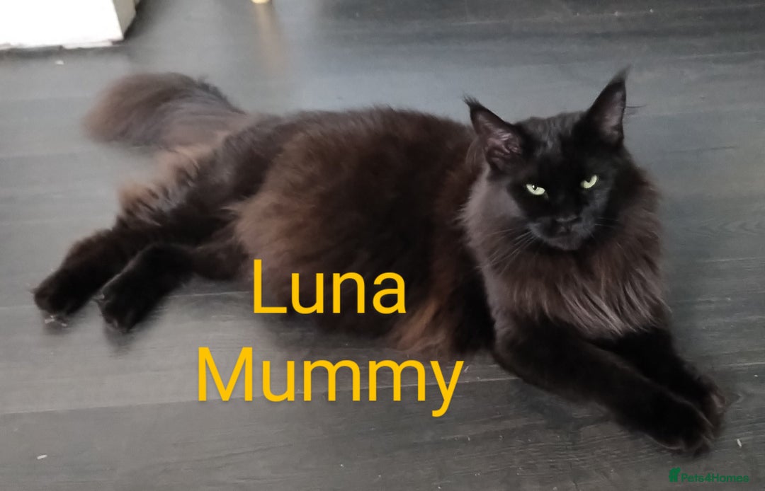 Maine Coon cats for sale: XL beautiful Maine coon gccf kittens for sale  - Image 9