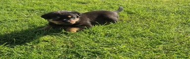 Rottweiler 3