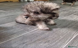 Miniature Schnauzer dogs for sale: Kc true miniature schnauzers  - Image 5