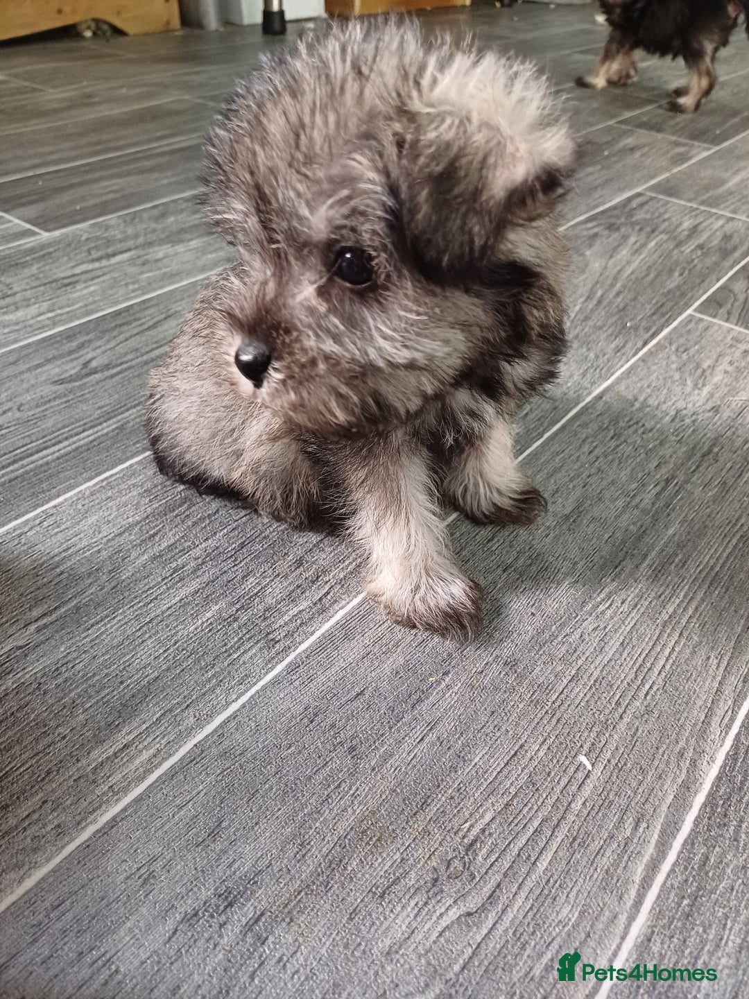 Miniature Schnauzer dogs for sale: Kc true miniature schnauzers  - Image 5
