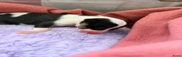 English Bull Terrier dogs for sale: English bullterrier quality puppies  - Advert 8