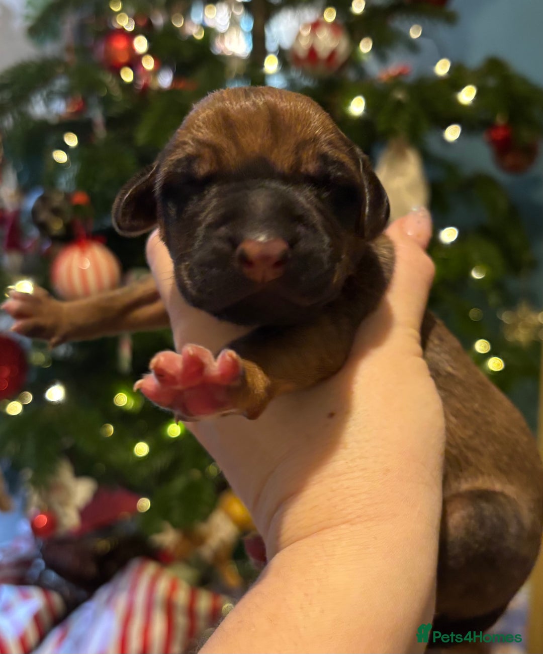 Rhodesian Ridgeback dogs for sale: Nyasharose ridgebacks  - Advert 16