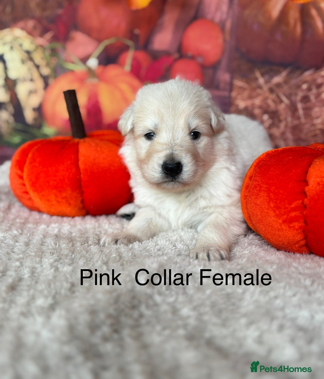 German Shepherd dogs for sale: KC White & Black&Tan German Shepherd Puppies!👀🏡 - Image 3
