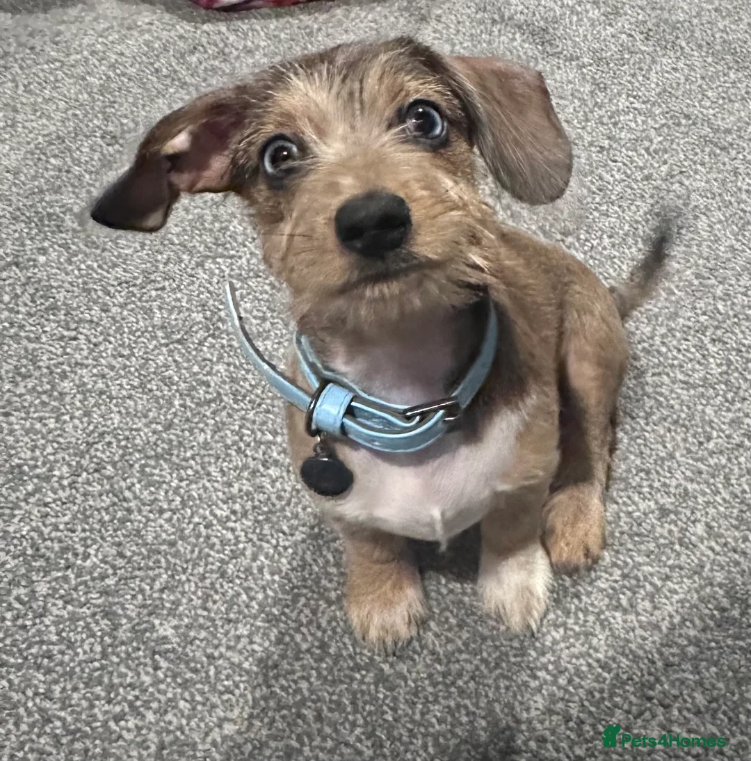 Miniature Dachshund dogs for sale: Miniature daschund  in Tamworth - Advert 3