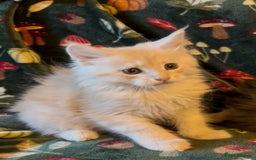 Maine Coon cats for sale: Maine Coon Kittens TICA  - Image 15