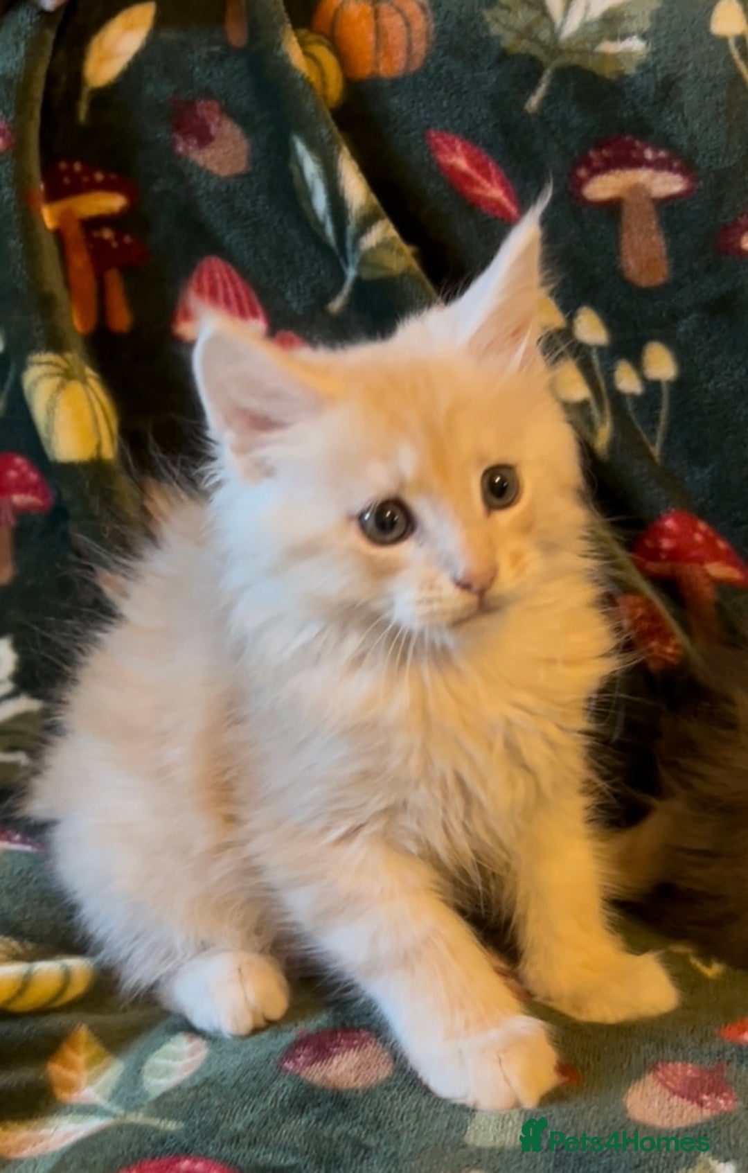 Maine Coon cats for sale: Maine Coon Kittens TICA  - Image 15