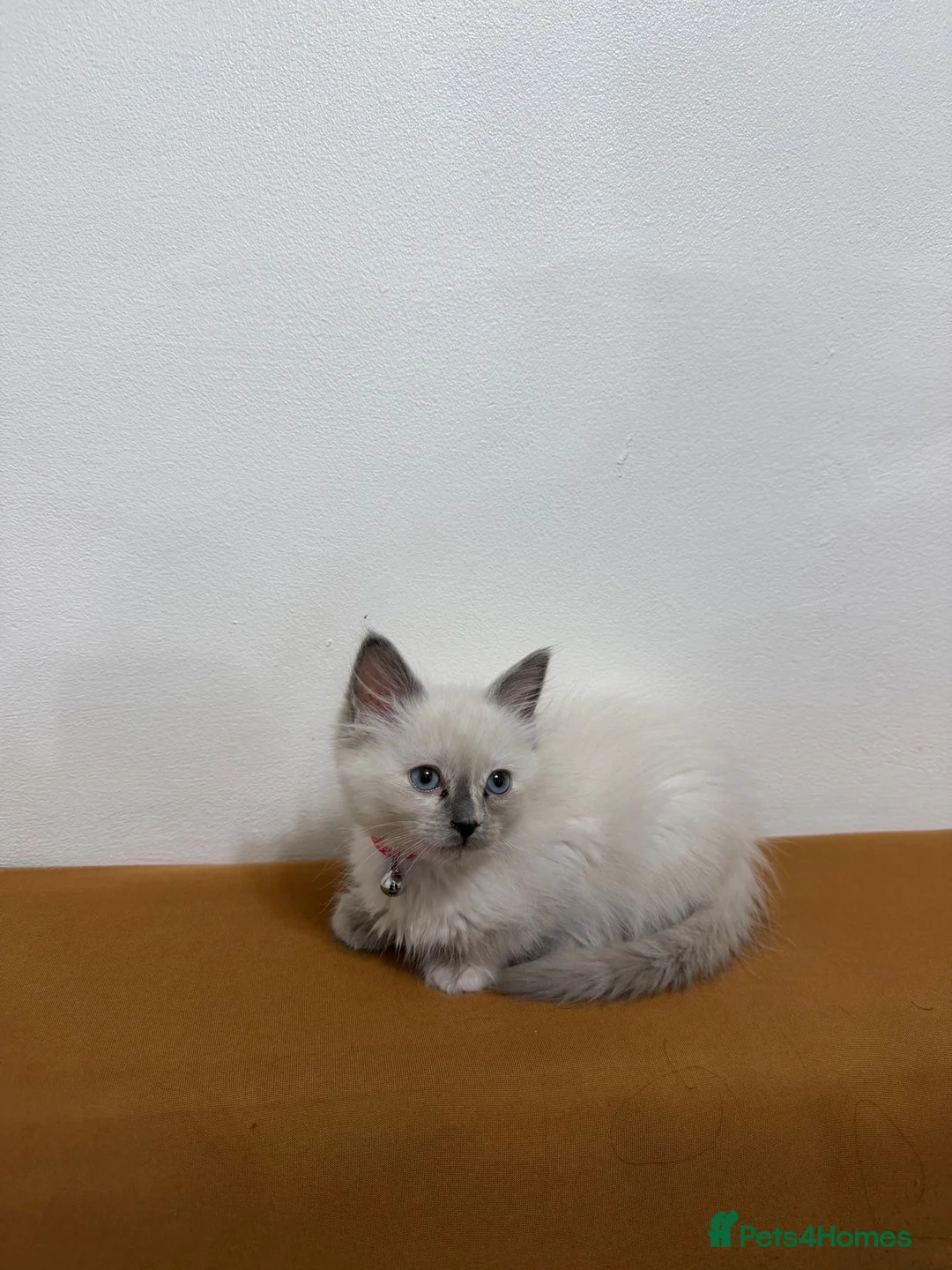 Ragdoll cats for sale: BLUE POINT RAGDOLL FEMALE KITTEN *AVAILABLE* - Advert 3