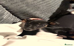 Jack Russell dogs for sale: female jack russell pup - Image 1