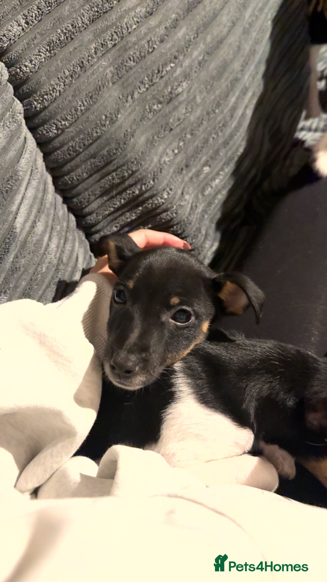 Jack Russell dogs for sale: female jack russell pup - Image 1