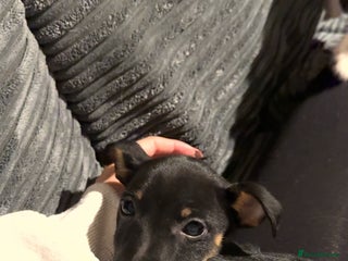 Jack Russell dogs - Advert 10