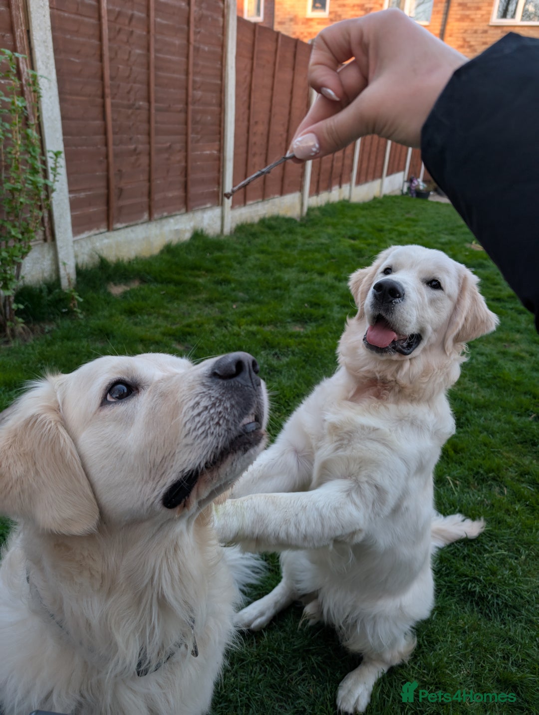 Golden Retriever dogs for stud: Golden Retriever Stud. KC Reg Champion Bloodline - Image 6