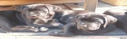 Cane Corso dogs for sale: Cane Corso puppies ready to leave now - Advert 24