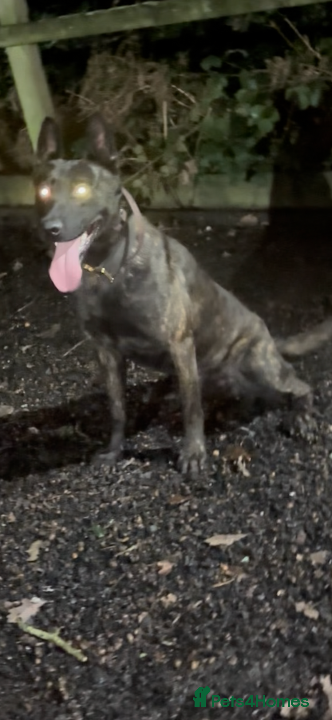 Belgian Shepherd Dog dogs for sale: Imported Dutch Shepherd “Odin” – Obedient & Stable - Advert 4