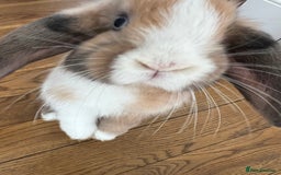 Mini Lop rabbits for sale: Blue eyed boy Buddy - Image 3