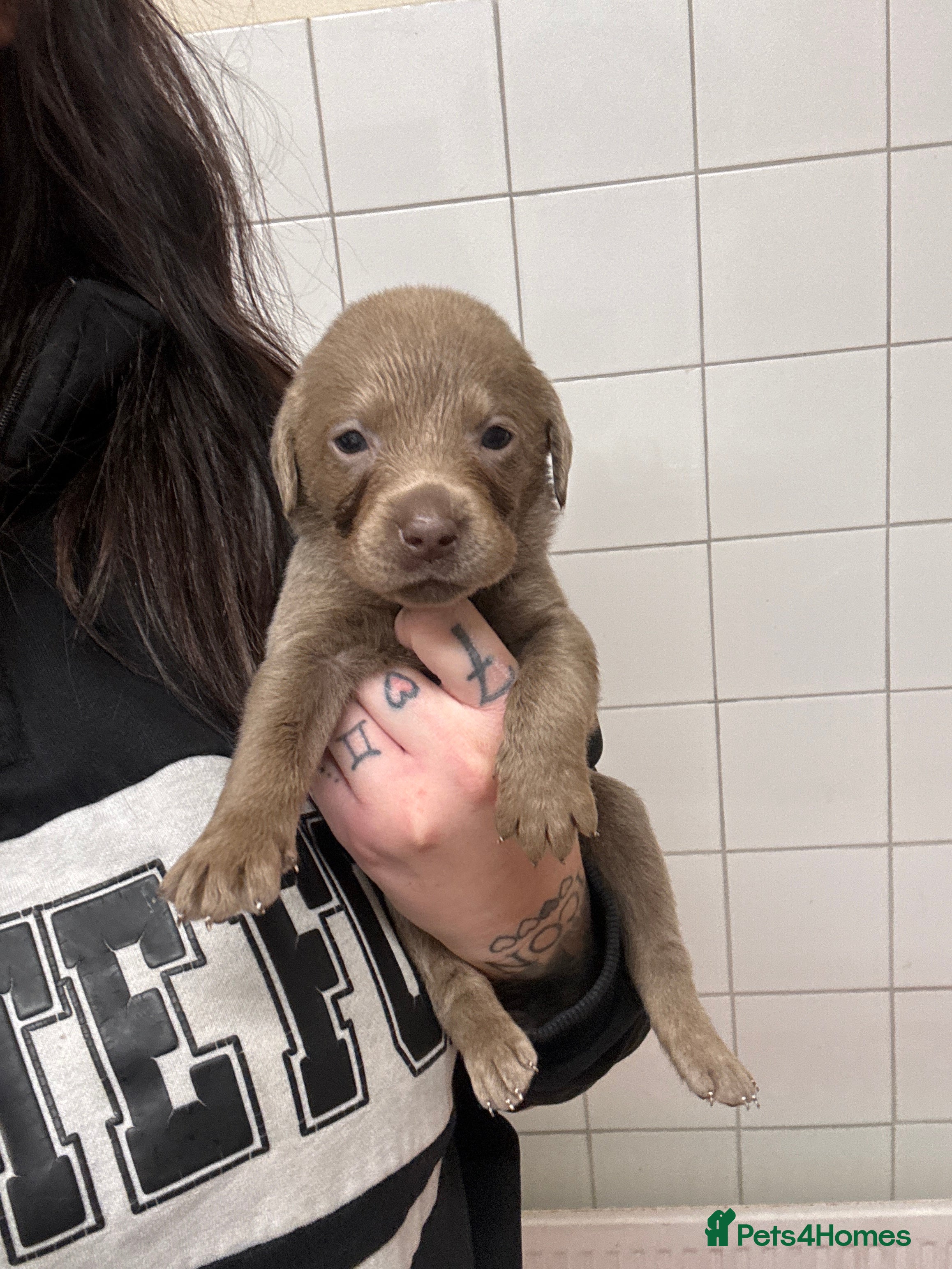 Labrador Retriever dogs for sale: KC registered Silver Labrador puppies  - Advert 9