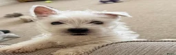 West Highland Terrier dogs for sale: 🐾Stunning Family Bred West Highland Terrier Pups - Advert 7