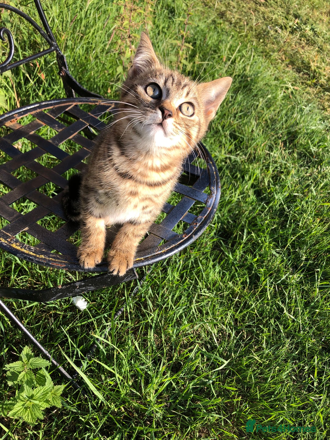 Bengal cats for sale: Bengal x British blue boys in Liss - Image 2