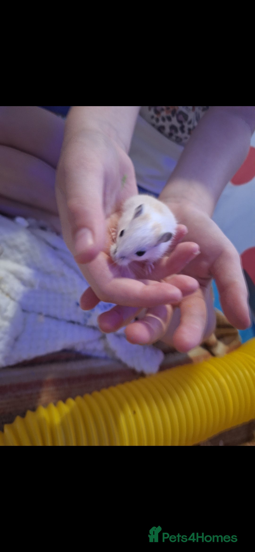 Gerbil rodents for sale: 4 baby gerbils 7 weeks old - Image 2