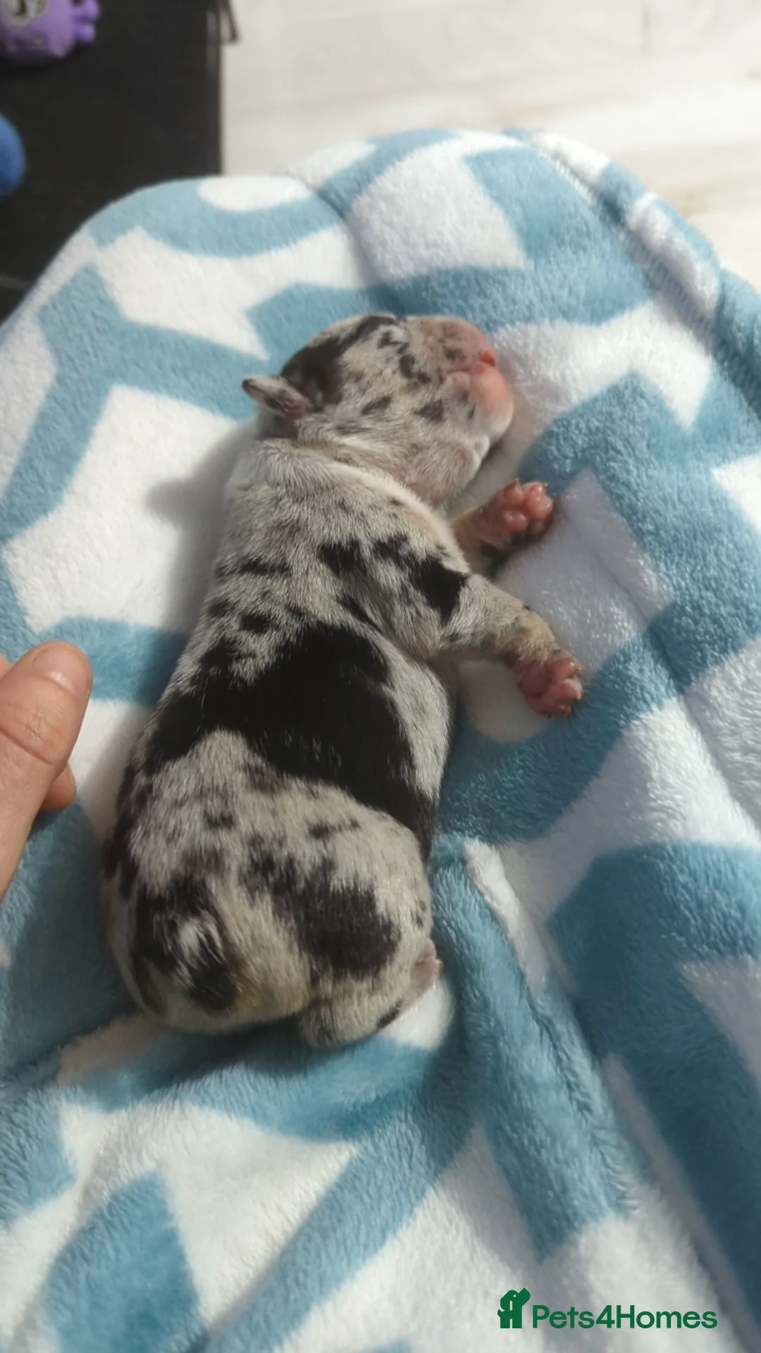 French Bulldog dogs for sale: French bulldogs for sale in Livingston - Advert 2