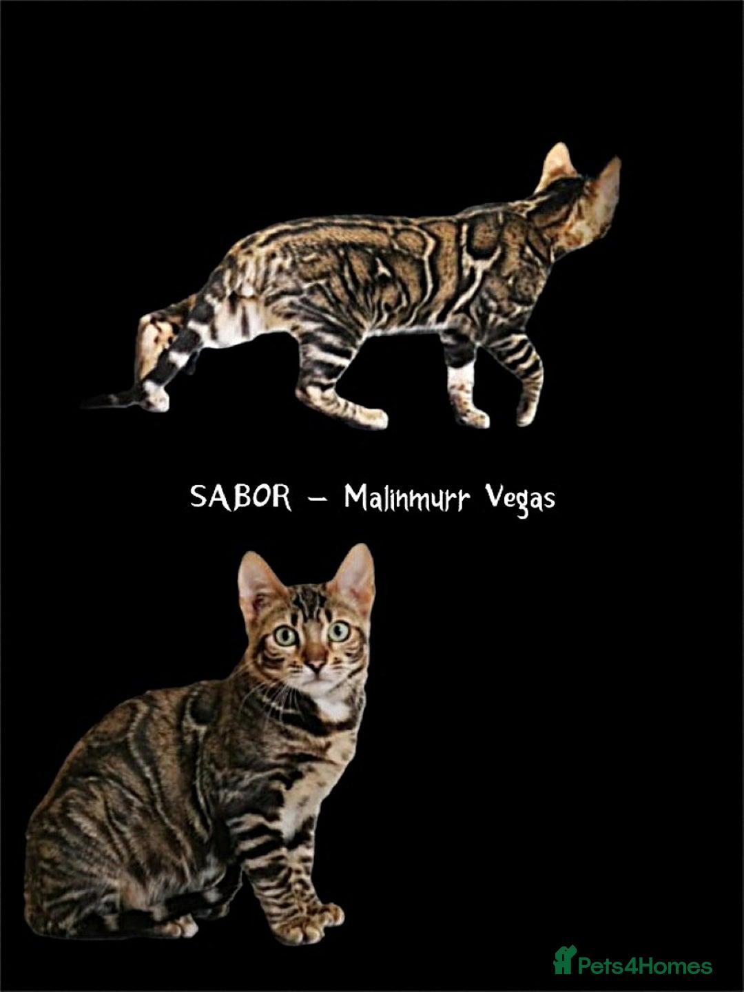 Bengal cats for stud: Sabor Russia Import Charcoal Carrier  - Advert 1