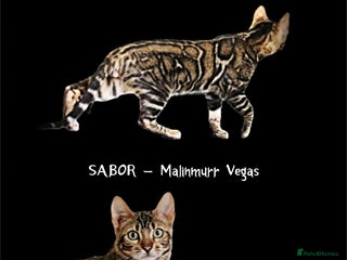 Bengal cats Sabor Russia Import Charcoal Carrier - Advert 6