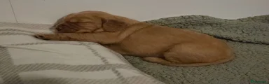 Mixed Breed 4