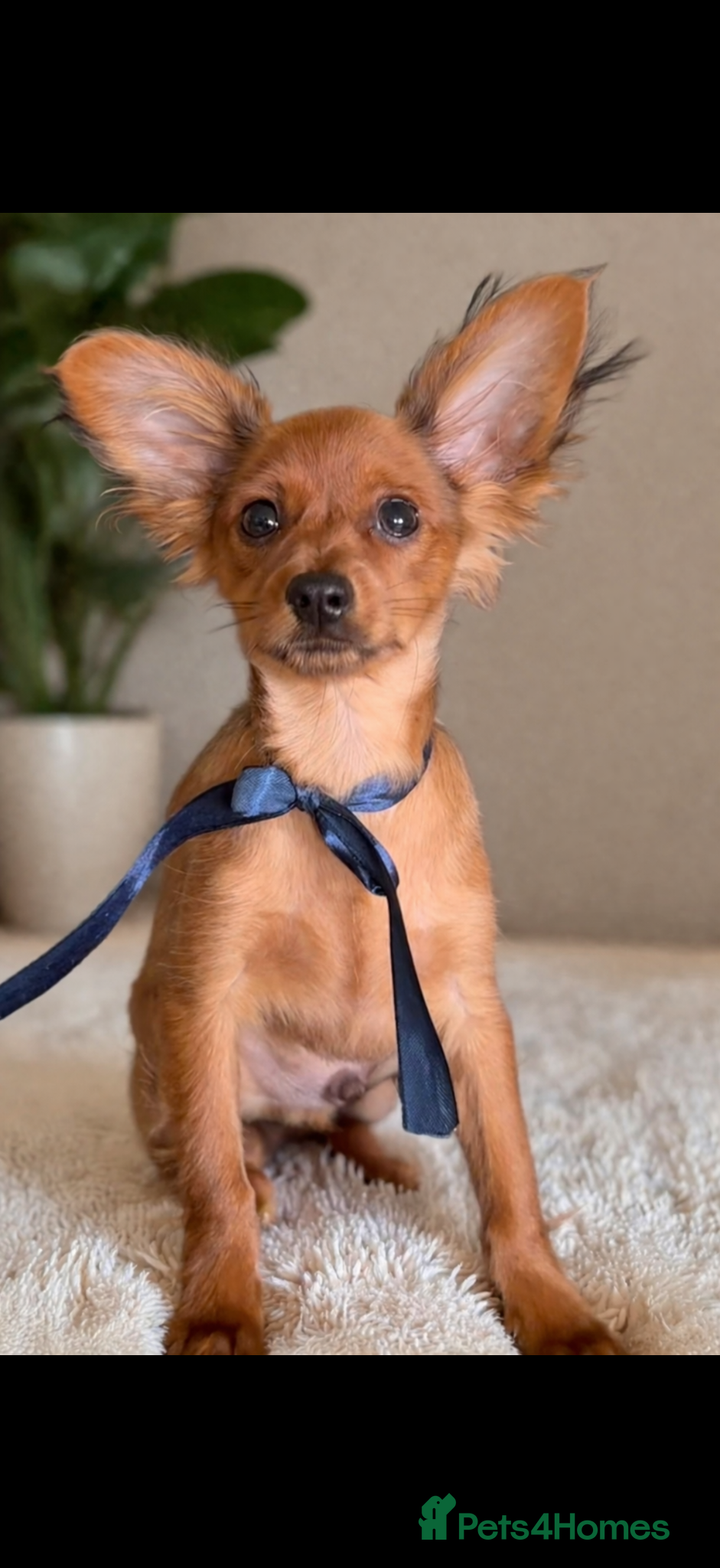 Russian Toy Terrier dogs Beautiful male Russian Toy puppy - Advert 1