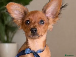 Russian Toy Terrier dogs Beautiful male Russian Toy puppy - Advert 1
