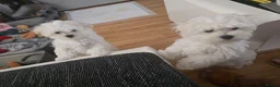 Maltese dogs for sale: Adorable Maltese Puppies for Sale - Advert 10
