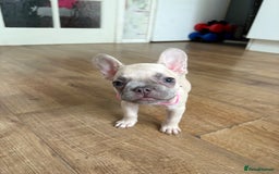 French Bulldog dogs for sale: Last 3 pups available !!Kc French bulldog puppy’s  - Image 36