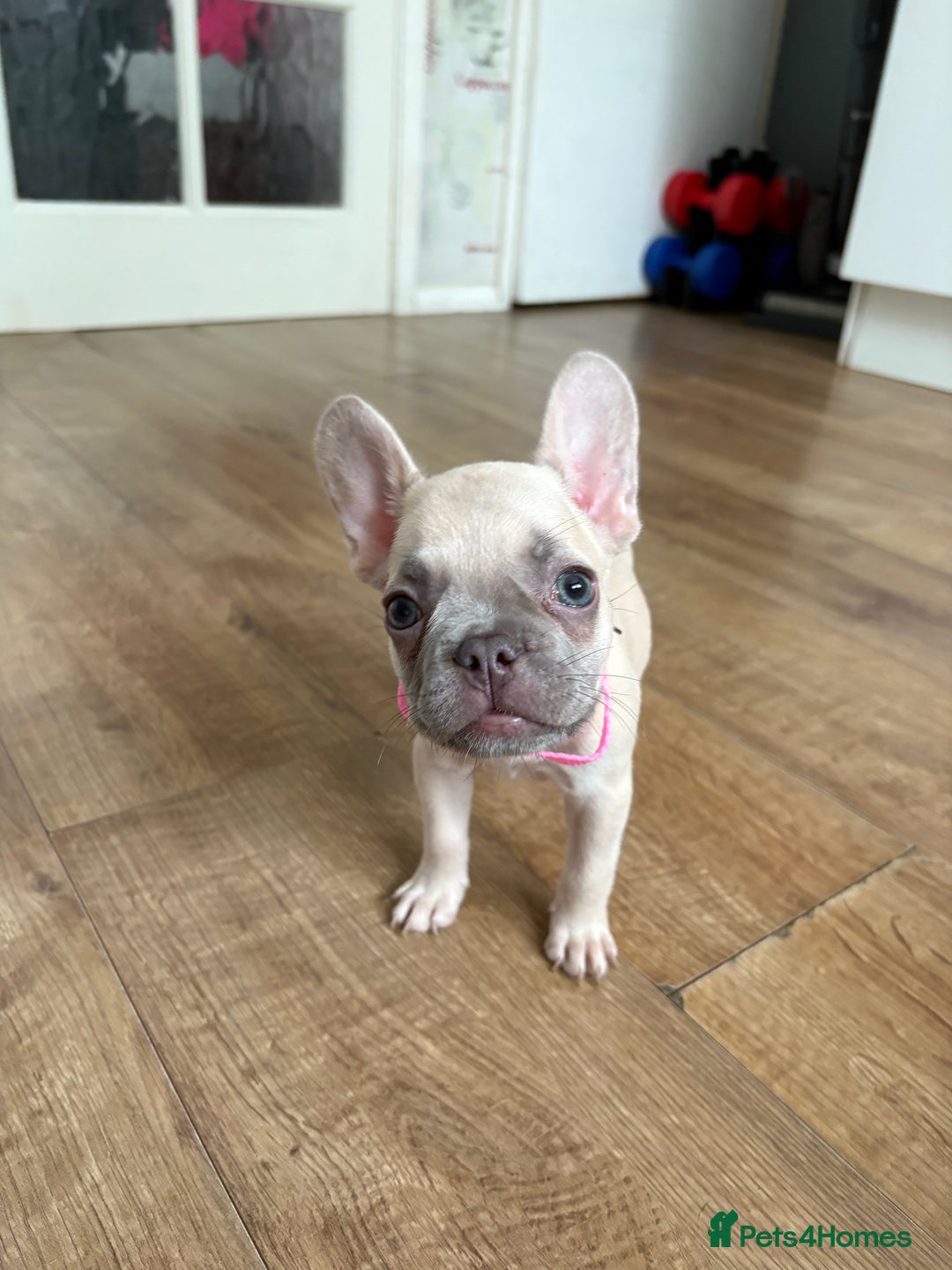 French Bulldog dogs for sale: Last 3 pups available !!Kc French bulldog puppy’s  - Image 36
