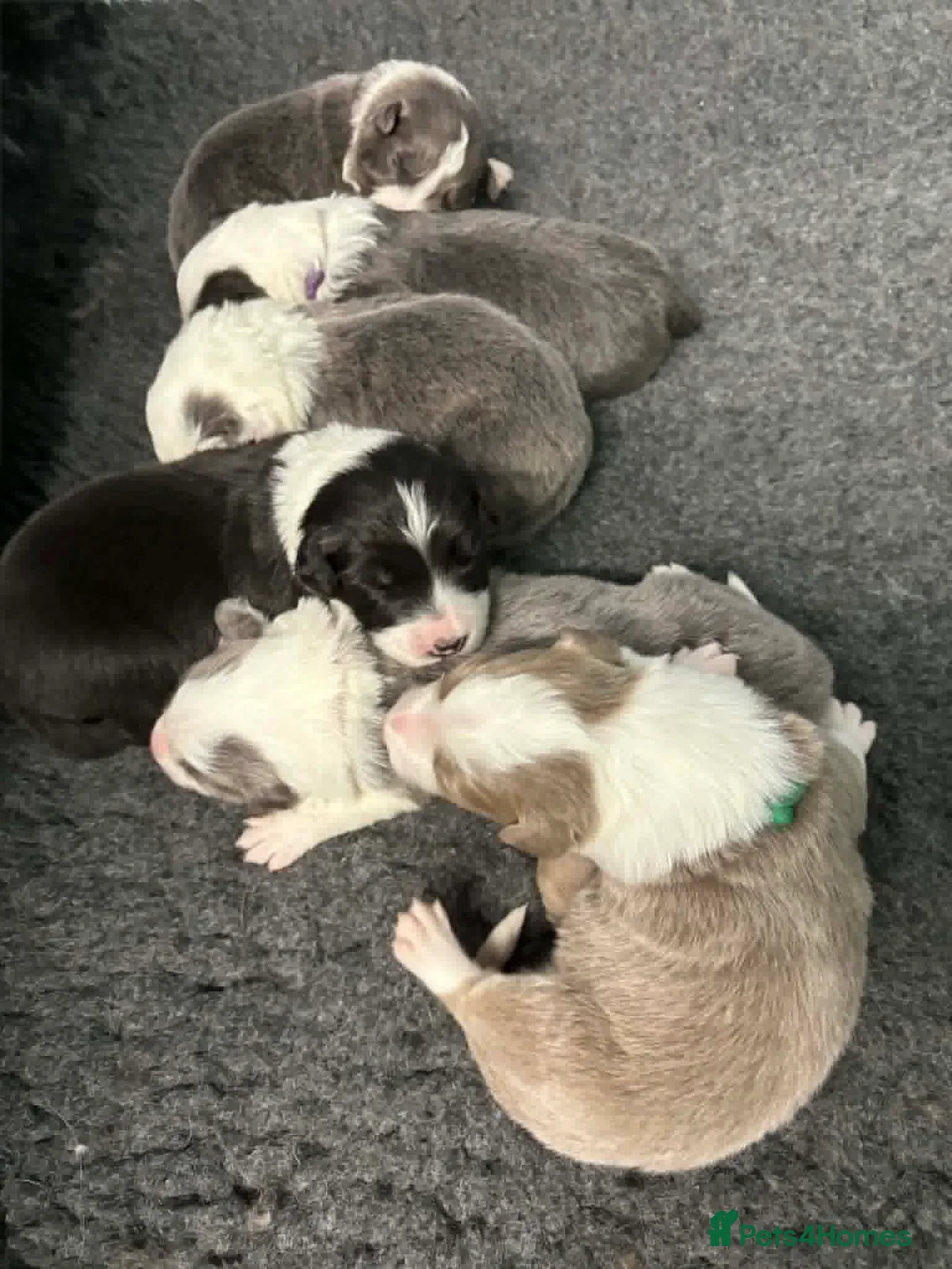 Border Collie dogs for sale: Outstanding Border Collie Puppies - Advert 1