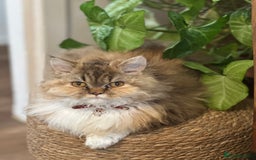 Persian cats for sale: 🐾 Curly-Haired Persian Kittens  - Image 6