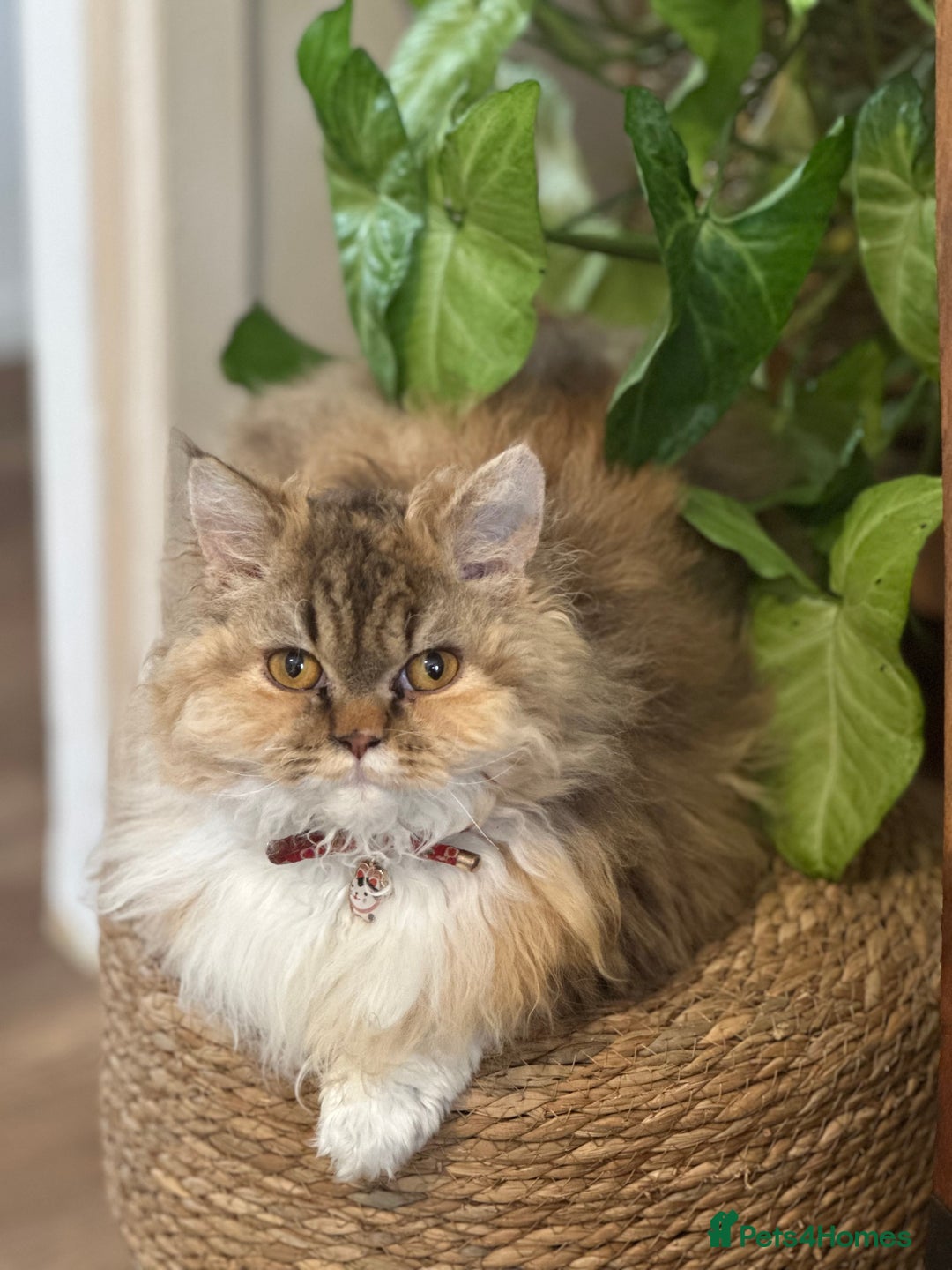 Persian cats for sale: 🐾 Curly-Haired Persian Kittens  - Image 6