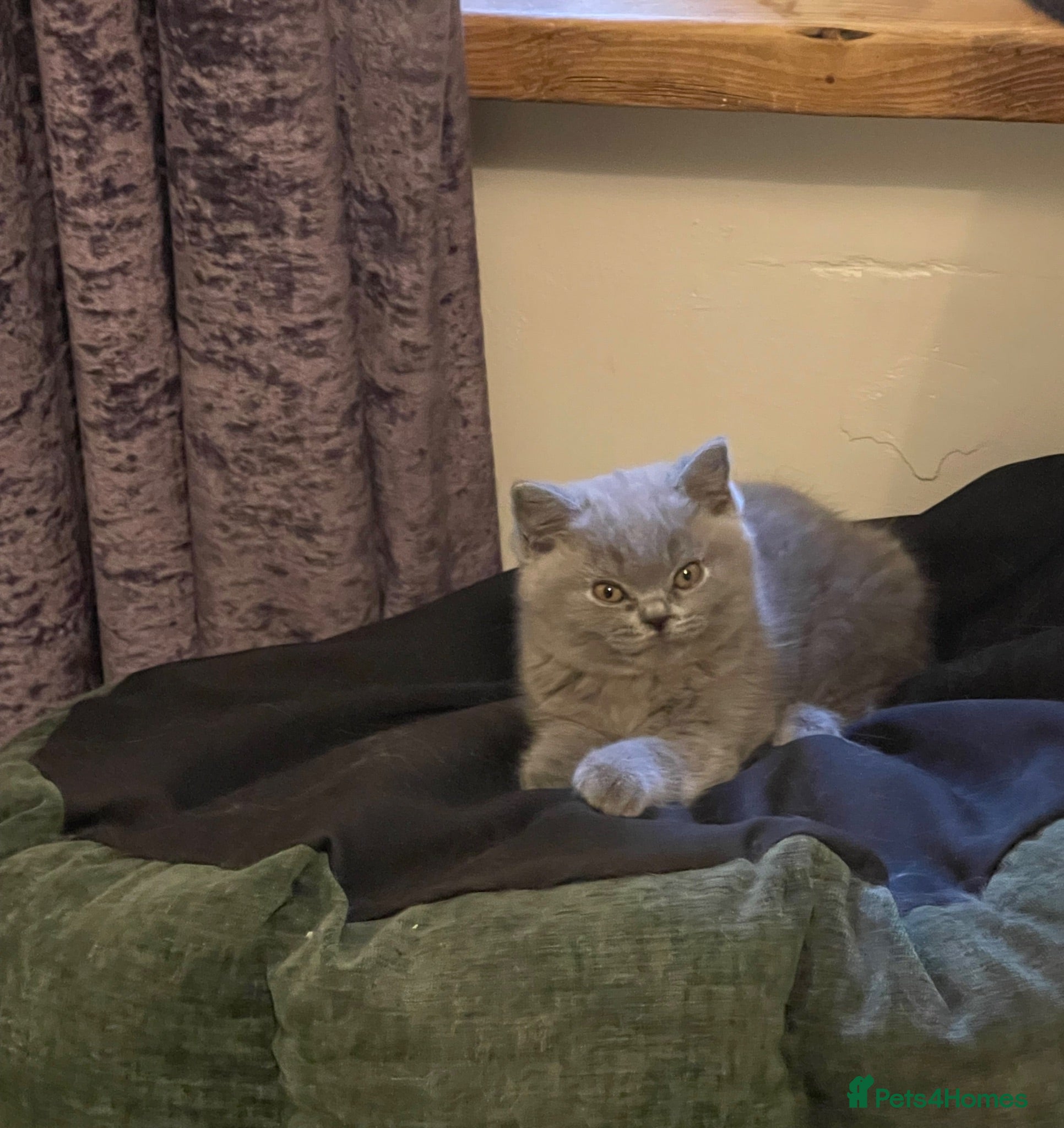 British Shorthair cats PEDIGREE BRITISH SHORTHAIR BLUE KITTENS - Advert 2