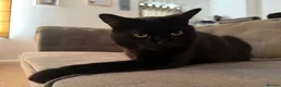 Bombay cats for sale: PUMPKIN. Black cat  - Advert 2