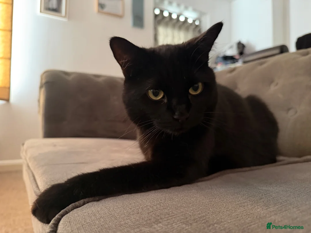 Bombay cats for sale: PUMPKIN. Black cat  - Advert 2
