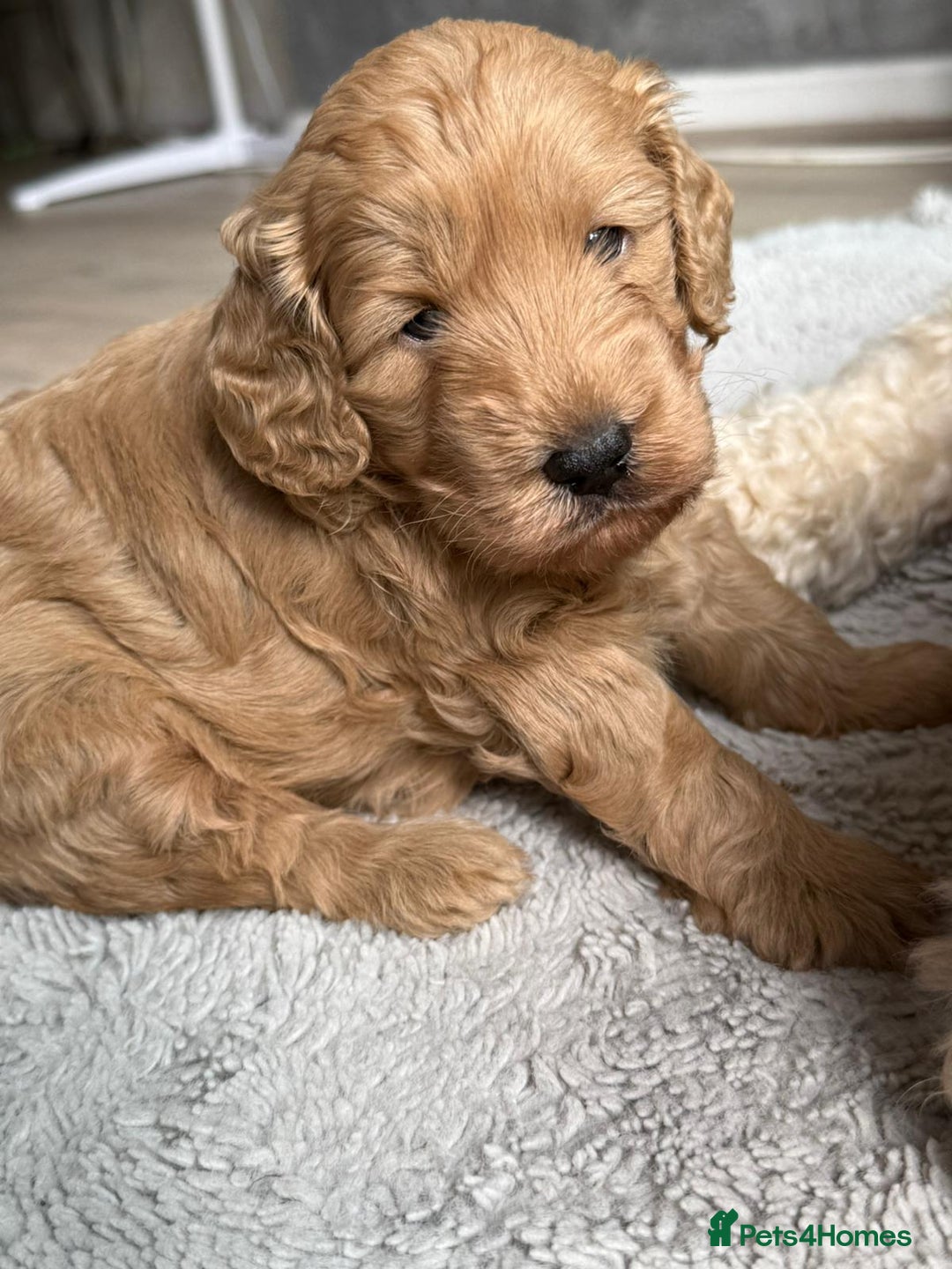 Toy Poodle dogs for stud: Kc Health tested fox red Toy poodle for stud - Advert 35