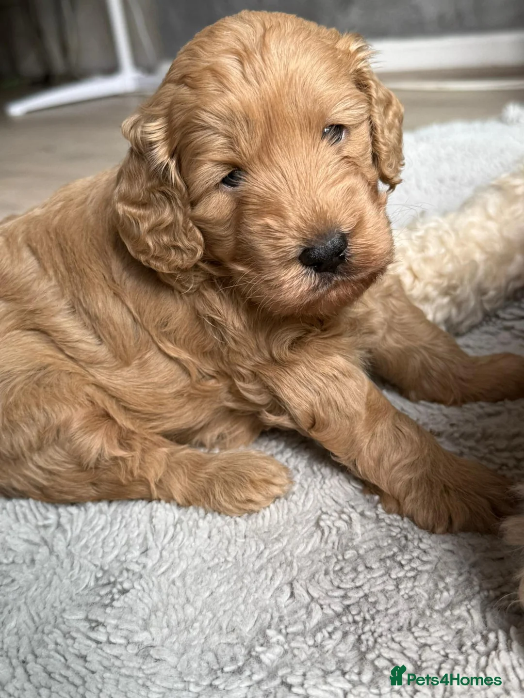 Toy Poodle dogs for stud: Kc Health tested fox red Toy poodle for stud - Advert 35