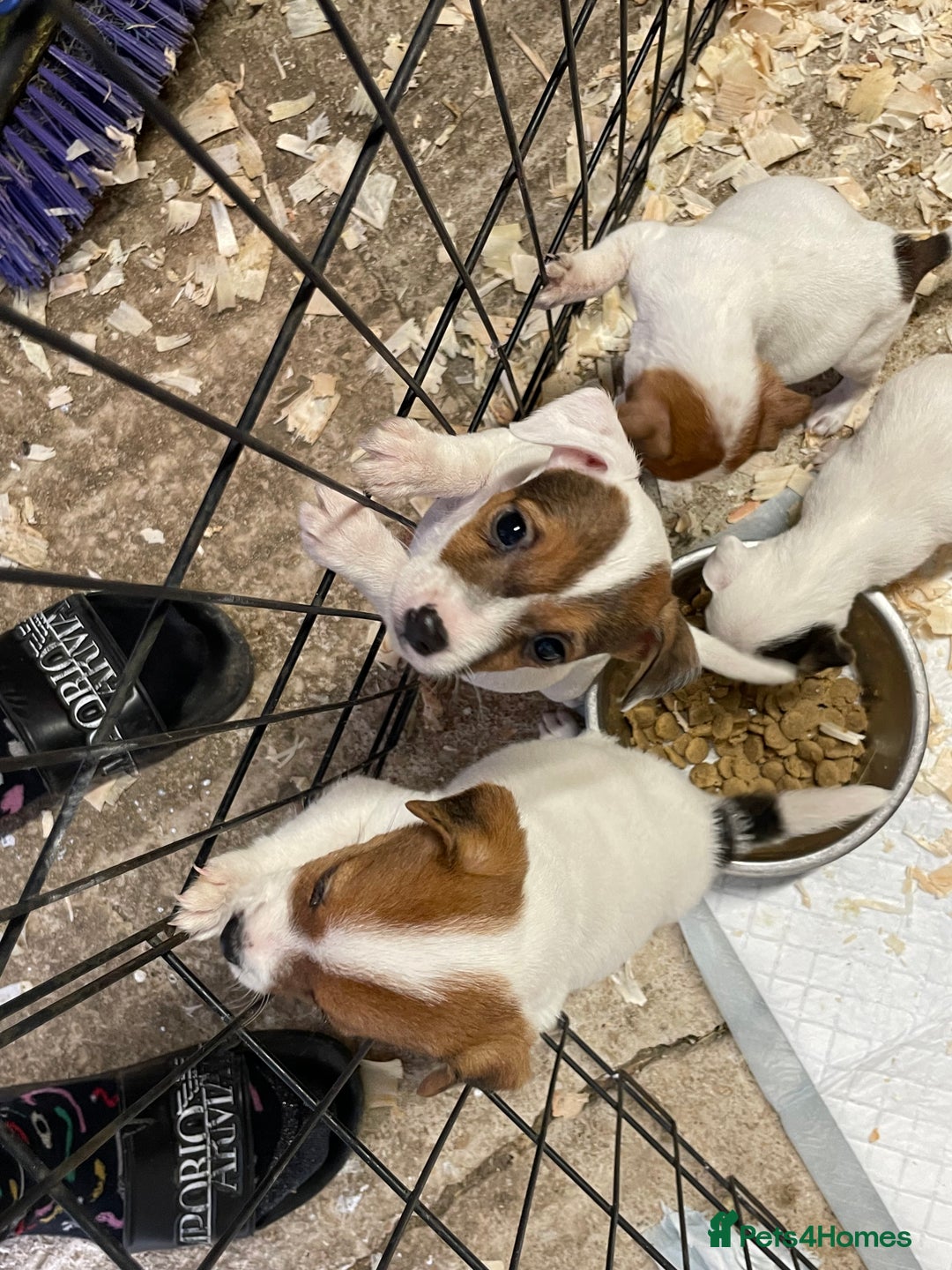 Jack Russell dogs for sale: 5 lovely Jack Russell puppies  - Advert 5